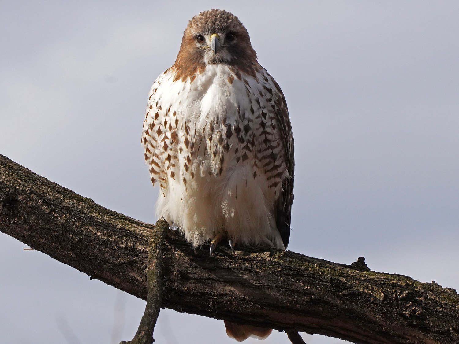 Red-Tailed Hawks: Riverside Park — Susan Kirby